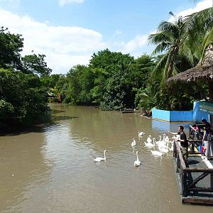 Swan feeding station, June 2013.