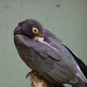 Western vasa parrot, June 2013.