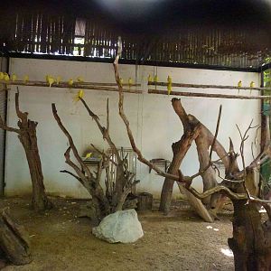Lutino rose-ringed parakeet enclosure, June 2013.