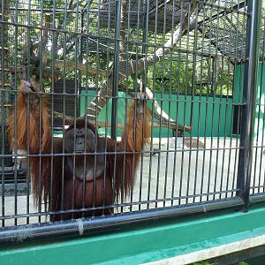 Orangutan, June 2013.