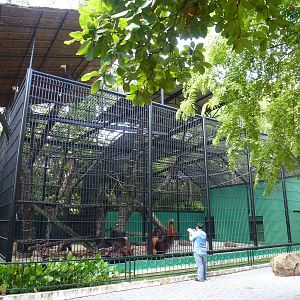 Orangutan enclosure, June 2013.