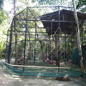Mandrill enclosure, June 2013.