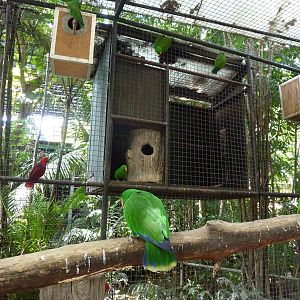 Eclectus parrots, June 2013.