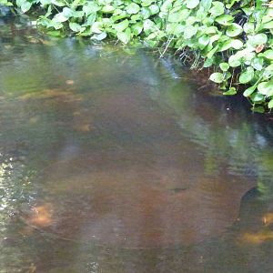 Giant freshwater stingray, June 2013.