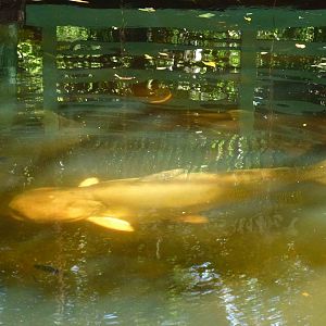 Mekong giant catfish, June 2013.