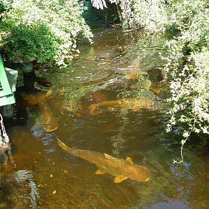 Mekong giant catfish, June 2013.
