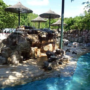 Fur seal enclosure, June 2013.