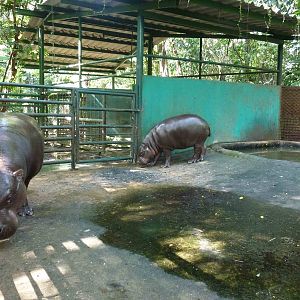 Pygmy hippos, June 2013.