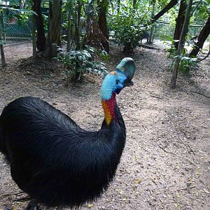 Single-wattled cassowary enclosure, June 2013.