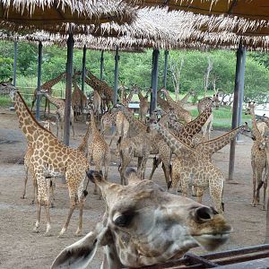 Giraffes, June 2013.