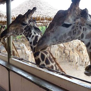 Giraffes, June 2013.