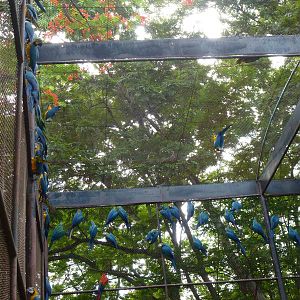 Macaws in aviary, June 2013.