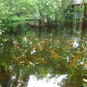 Mekong giant catfish, June 2013.