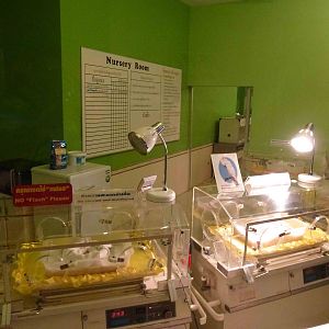 Eggs world - nursery, June 2013.