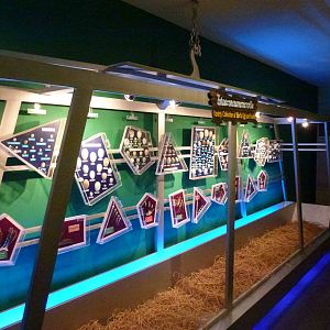 Eggs world - Egg and feather collection, June 2013.