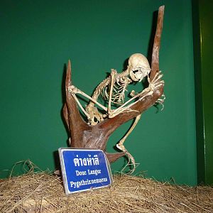 Eggs world - douc skeleton, June 2013.