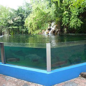 Large fish tank, June 2013.