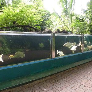 Albino fish tank, June 2013.