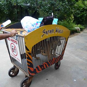 Tiger cubs - photo props, June 2013.