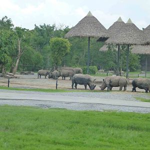 White rhinos, June 2013.