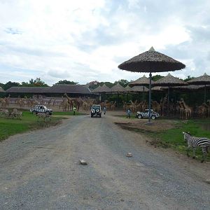 Giraffes in savannah exhibit, June 2013.