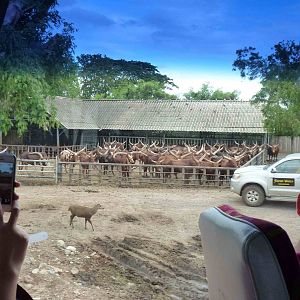 Ankole cattle, June 2013.