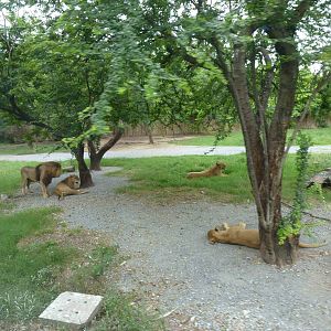 Lion enclosure, June 2013.