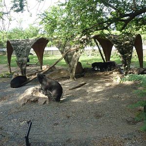 Black bears, June 2013.