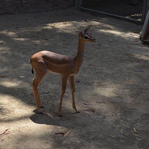 Gerenuk Youngster