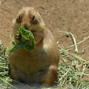 Prairie Dog