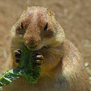 Prairie Dog