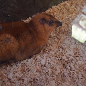 Greater Malay Chevrotain