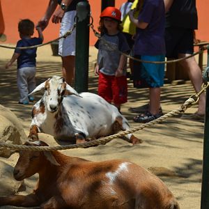 Contact Petting Area