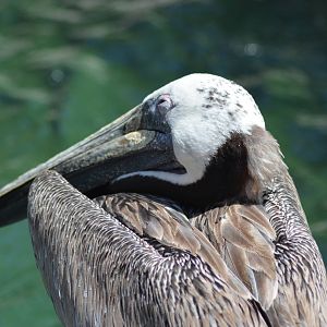 California Brown Pelican