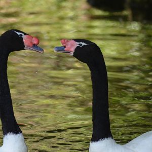 Black-necked Swans