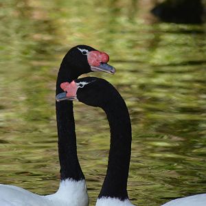 Black-necked Swans