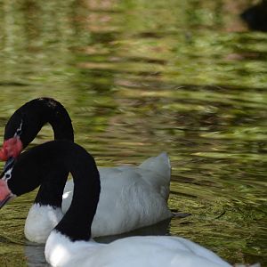 Black-necked Swans