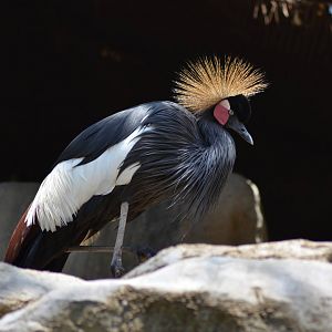 West African Black-crowned Crane