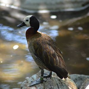 White-faced Whistling Duck