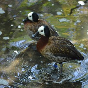 White-faced Whistling Ducks
