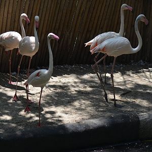 Greater Flamingos