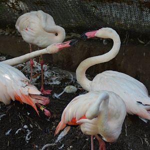 Greater Flamingos