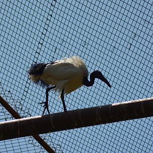 Sacred Ibis
