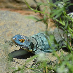 Cape Rock Lizard