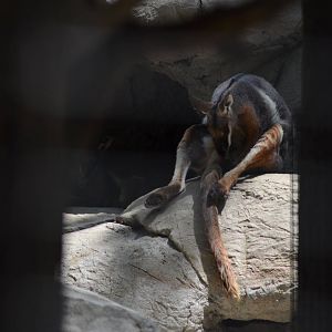 Yellow-footed Rock Wallaby