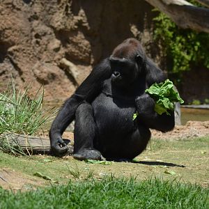 Lowland Gorilla