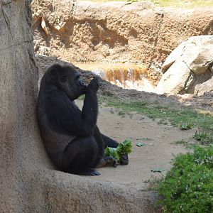 Lowland Gorilla