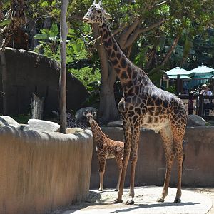 Masai Giraffes