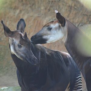 Okapis