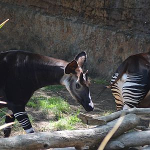 Okapis